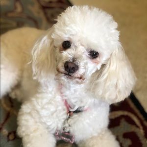 Meet your Posher, Cynthia